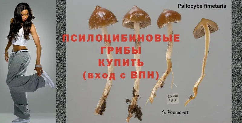 Галлюциногенные грибы Psilocybine cubensis  Белоярский 